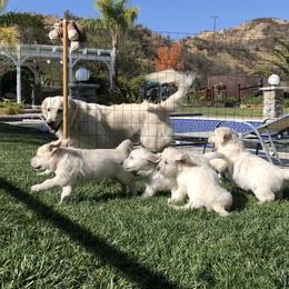 Golden Retriever Puppies from Lakeside Golden Retrievers