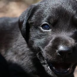 Belgian Malinois, Dutch Shepherds, German Shepherds, and Labrador Retrievers from Vom Kugelblitz Kennels