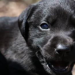 Belgian Malinois, Dutch Shepherds, German Shepherds, and Labrador Retrievers from Vom Kugelblitz Kennels