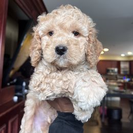 Mack - Cream Australian Labradoodle puppy in Palmdale, California from Multigen Labradoodles