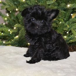 Pepper - Parti female Yorkshire Terrier puppy in Mountain Grove, Missouri from Precious Puppies