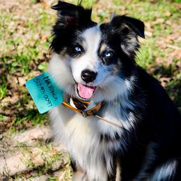Lessie - Australian Shepherd