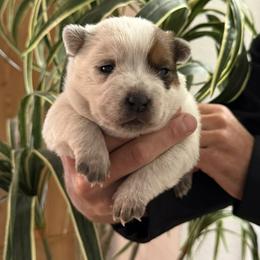Willow - Red speckled female Australian Cattle Dog puppy in Lynd, Minnesota from Diamond Falls Cattle Dogs