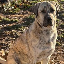 Anatolian Shepherd Dog All Grown Up from Fyne Acres