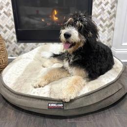 Magnolia - Bernedoodle