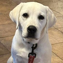 Girl 3 - Yellow female Labrador Retriever puppy in Taylor, Texas from Faithful Labs
