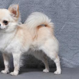 Tater - Chihuahua
