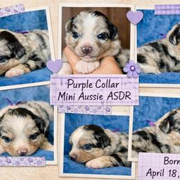 Purple collar - Blue merle female Miniature Australian Shepherd puppy in 32046, Florida from River Hill Ranch