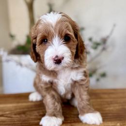 Caramel - Apricot male Goldendoodle puppy in Rio Linda, California from Plush Doodles