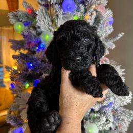 Hubbard - Black male Poodle puppy in St. Johnsbury, Vermont from Poodles of the Northern Woods