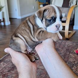 Bulldog Puppies from Gina Francis