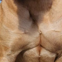 Boerboels from Biohacked Boerboels LLC