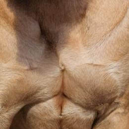Boerboels from Biohacked Boerboels LLC