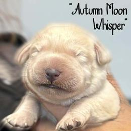 Autumn Moon Whisper - Yellow female Labrador Retriever puppy in Baldwin City, Kansas from Hedge Lane Labradors