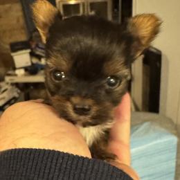 Maltese, Morkie, and Yorkshire Terrier Puppies from North Carolina Maltese, Yorkies & Morkies(previously California Maltese, Yorkies & Morkies)