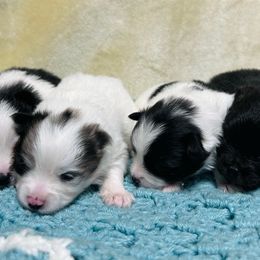 Pomeranian Puppies from Divine Inspired Poms