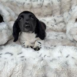 Buzz - Piebald male Dachshund puppy in Aurora, Missouri from Baker Farms