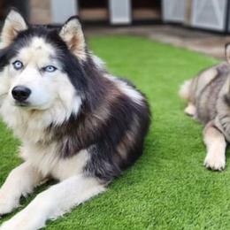 Siberian Huskies from Whiskey River Siberians