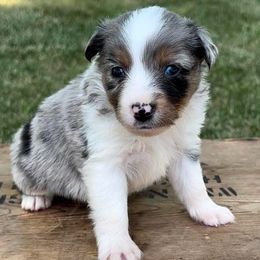 Miniature Australian Shepherd and Toy Australian Shepherd Puppies from Kickapoo Creek Toy & Mini Aussies