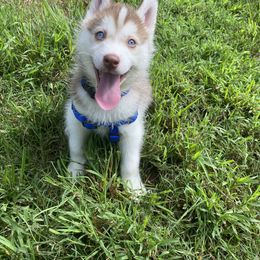 Siberian Husky Puppies from Vixen Siberians