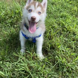 Siberian Husky Puppies from Vixen Siberians