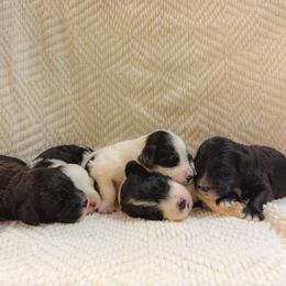 Our Boys - Black and white male Portuguese Water Dog puppy in Vancouver, Washington from Portie Puppies