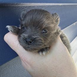 Janis - Blue brindle female Pomeranian puppy in Hooksett, New Hampshire from Granite State Pomeranians