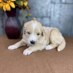 Tiger - Red male Pyredoodle puppy in Bowling Green, Ohio from FDF Pyredoodles & Bernedoodles