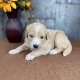 Tiger - Red male Pyredoodle puppy in Bowling Green, Ohio from FDF Pyredoodles & Bernedoodles