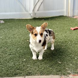 Boba - Pembroke Welsh Corgi