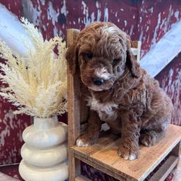 Johnathan - Red  male Goldendoodle puppy in Bucyrus, Missouri from Hill Top Pomskies