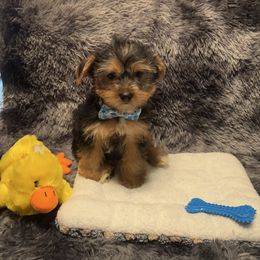 Sammy The Bull - Black and tan male Yorkshire Terrier puppy in Brandenburg, Kentucky from Lil Amazing Paws Yorkshire Terriers