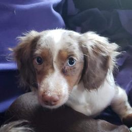 Cappuccino - Dachshund