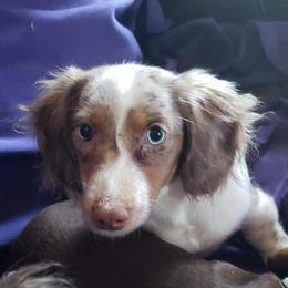 Cappuccino - Dachshund