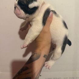 Sunny - Red brindle and white female Bulldog puppy in Topeka, Kansas from Midwest Monster Made Bulldogs