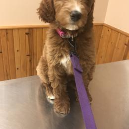 Poodle Puppies from Timber Hills Poodles and Doodles