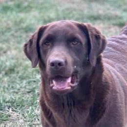 Romee - Labrador Retriever