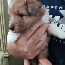 Sable girl - Sable merle and white female Shetland Sheepdog puppy in Castle Rock, Washington from RimRanch Shelties