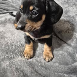 Alice - Black and cream female Dachshund puppy in Aiken, South Carolina from Paragon Puppies