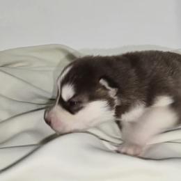 Rocket - Red and white male Siberian Husky puppy in Kansas City, Missouri from Anuun's Huskies