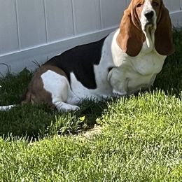Nutella, Tella - Basset Hound