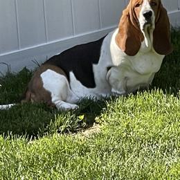 Nutella, Tella - Basset Hound