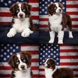 Buddy - Miniature American Shepherd