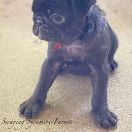 Pug and Shih Tzu Puppies from Swaying Sycamore Farm