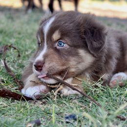 Australian Shepherd Puppies from AW Standard Aussies
