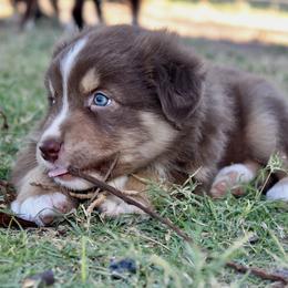 Australian Shepherd Puppies from AW Standard Aussies