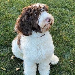 Jeter - Australian Labradoodle