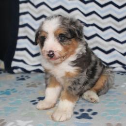 Clinton - Blue merle male Aussiedoodle puppy in Arthur, Illinois from Perfect Pugs