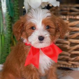 Armani - Red male Bernedoodle puppy in West Jordan, Utah from Doodles Friend