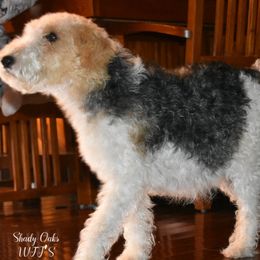 Poppy - Wire Fox Terrier
